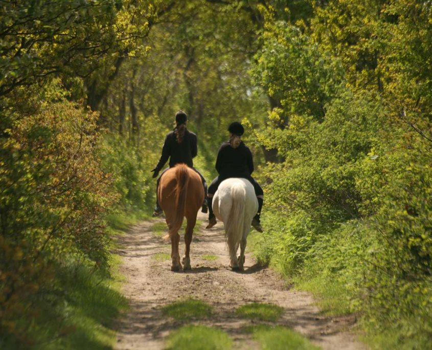 Reiten